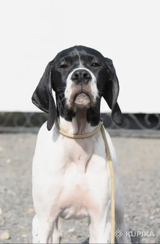 Щенок Английского пойнтера - Вся Беларусь - 243411 - Доска объявлений Kupika.by - Фото 7