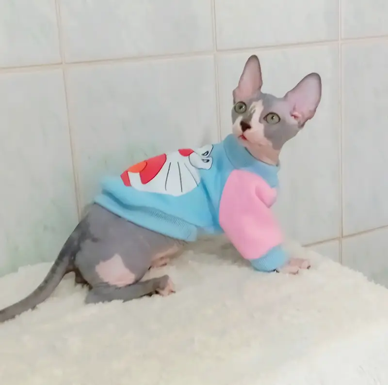 Канадский сфинкс бамбино мальчик