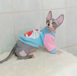 Канадский сфинкс бамбино мальчик