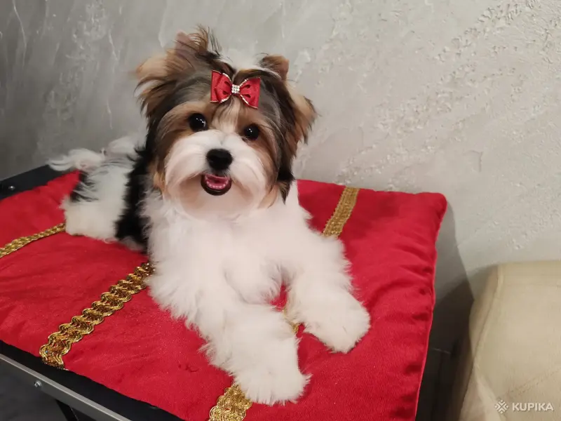 Щенок - Вся Беларусь - 244543 - Доска объявлений Kupika.by - Фото 2