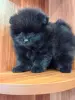 Собаки - Мальчик померанский шпиц. - Вся Беларусь - Фото 3 Мальчик померанский шпиц. - Вся Беларусь - 242061 - Доска объявлений Kupika.by - Фото 3