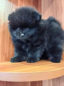 Мальчик померанский шпиц.