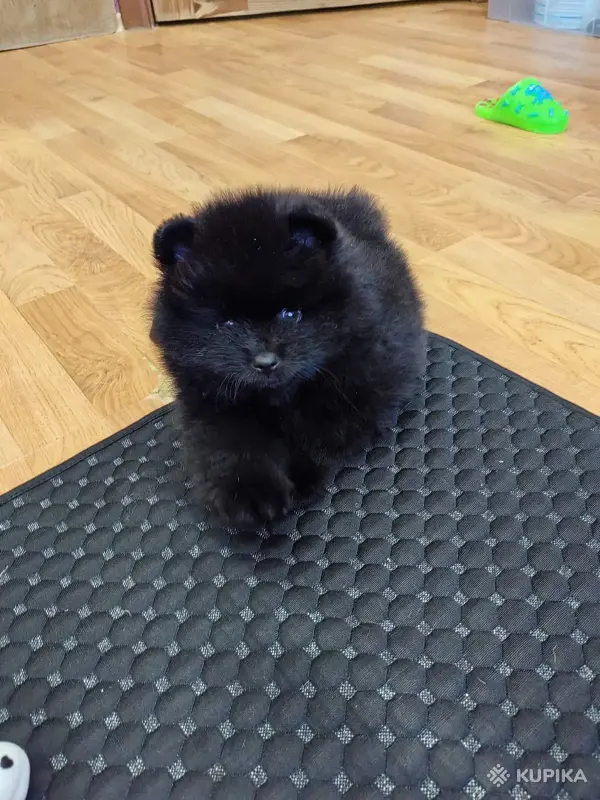 Шпиц. Мальчик