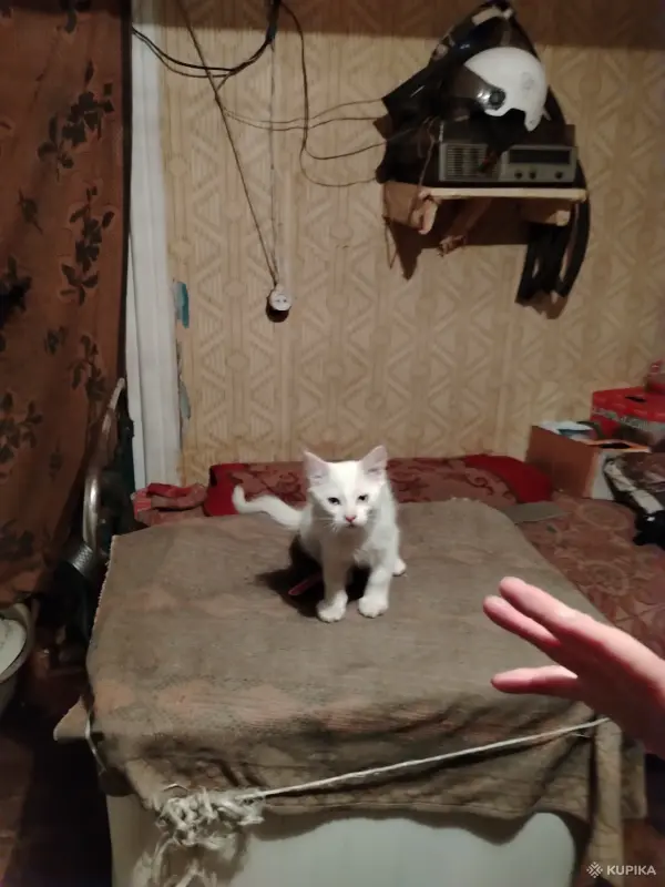 Отдам котят в хорошие руки - Вся Беларусь - 246224 - Доска объявлений Kupika.by - Фото 2