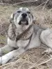 Собака - Вся Беларусь - 243892 - Доска объявлений Kupika.by - Фото 3