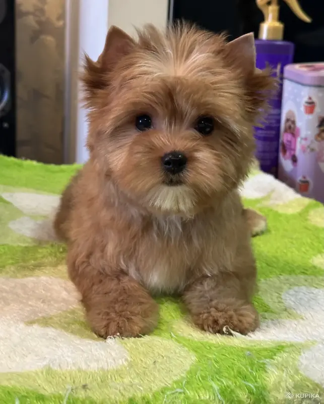 Собаки - Щенки Голддаст Йорка - Вся Беларусь - Фото 4 Щенки Голддаст Йорка - Вся Беларусь - 242565 - Доска объявлений Kupika.by - Фото 4