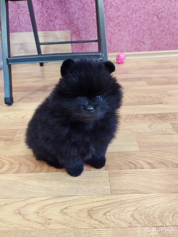 Мальчик померанский шпиц