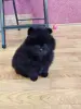 Мальчик померанский шпиц - Вся Беларусь - 242293 - Доска объявлений Kupika.by