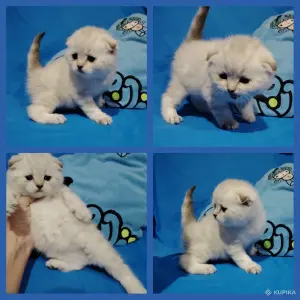 ВИСЛОУХИй котик.