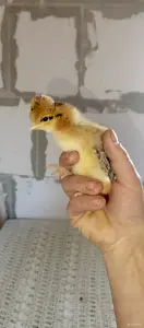 Продам цыплят