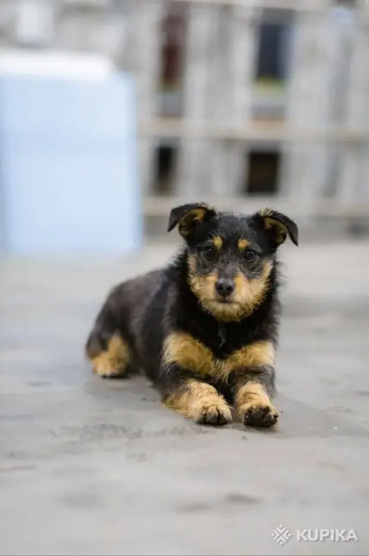 Собаки - Две диванные собачки в дар - Вся Беларусь - Фото 5 Две диванные собачки в дар - Вся Беларусь - 243929 - Доска объявлений Kupika.by - Фото 5