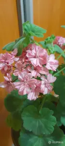 Герань