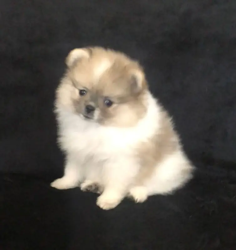 Собаки - померанский шпиц - Вся Беларусь - Фото 10 померанский шпиц - Вся Беларусь - 242040 - Доска объявлений Kupika.by - Фото 10