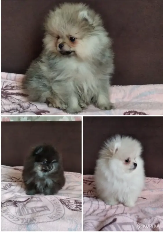 Померанский шпиц щенки мини мишка