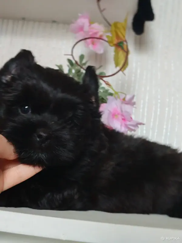 чёрный йоркширский терьер - Краснополье - 244400 - Доска объявлений Kupika.by - Фото 2