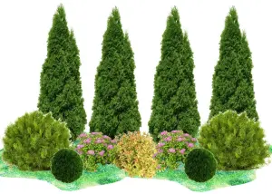 Стрижка туй