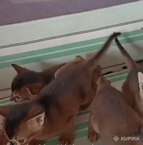 абиссинкие порожистые котята