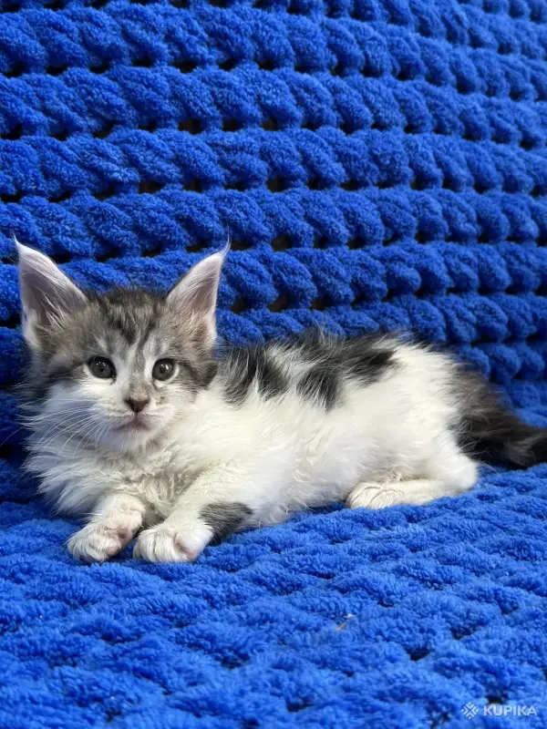 Мейн-Кун котята - Вся Беларусь - 244935 - Доска объявлений Kupika.by - Фото 6