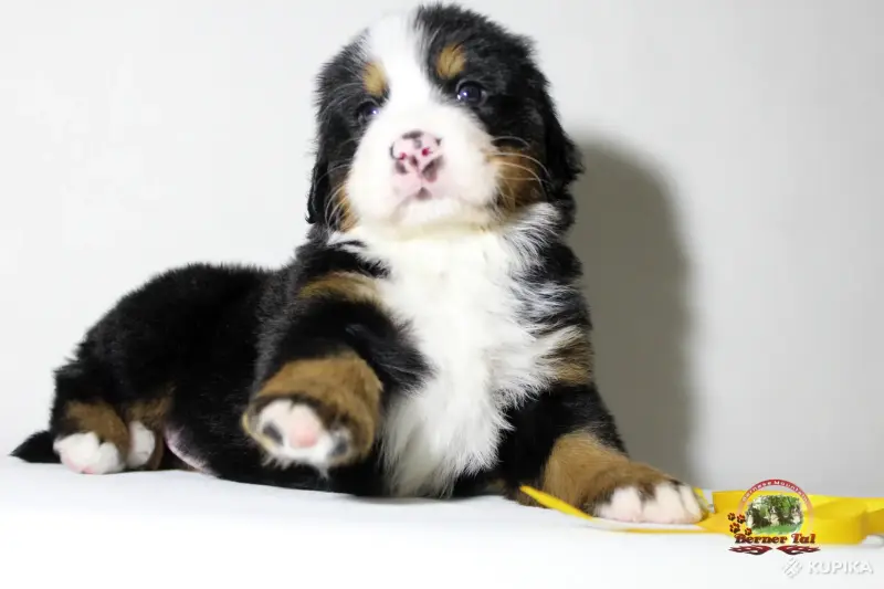 Бернский зенненхунд. Щенки - Вся Беларусь - 243442 - Доска объявлений Kupika.by - Фото 7