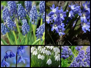 Первоцветы