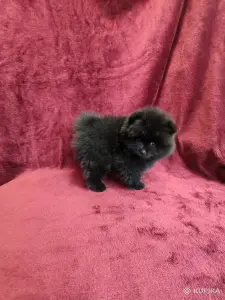 Щенки померанского шпица