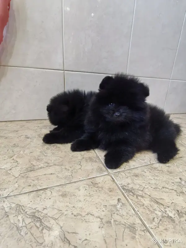 Мальчики померанского шпица - Вся Беларусь - 243452 - Доска объявлений Kupika.by - Фото 2