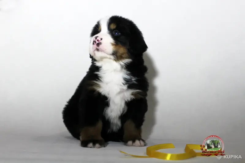 Бернский зенненхунд. Щенки - Вся Беларусь - 243442 - Доска объявлений Kupika.by - Фото 8