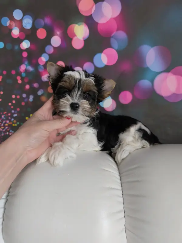 Очаровательный малыш бивер