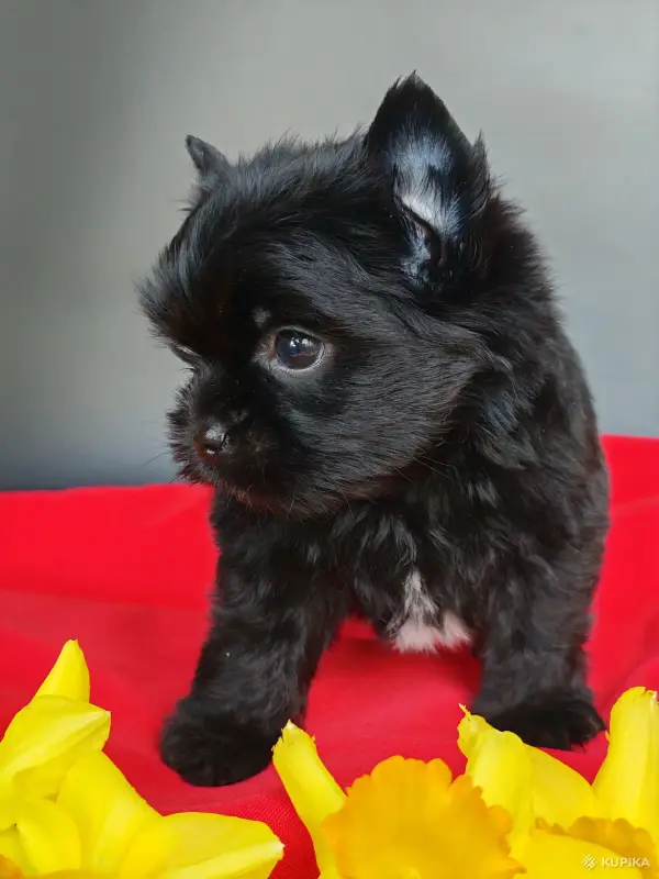 Чёрный йоркширский терьер - Вся Беларусь - 244035 - Доска объявлений Kupika.by - Фото 3