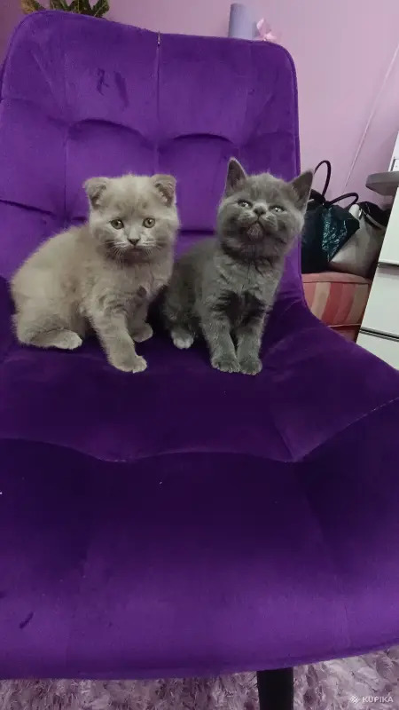 Шотландские котята