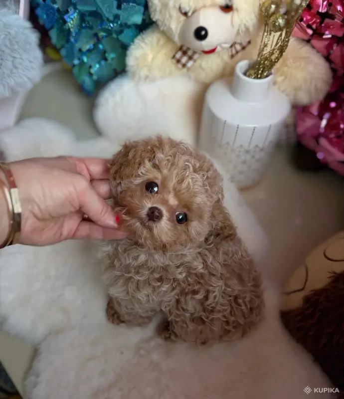 Мальтипу пушоны той пудель Китай микро и мини премиум - Вся Беларусь - 242928 - Доска объявлений Kupika.by - Фото 10