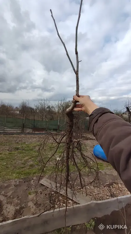 Грецкий орех сортовой