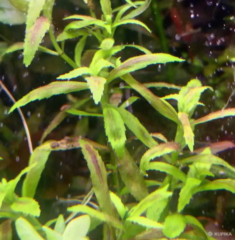 Аквариумистика - Аквариумные растения - Вся Беларусь - Фото 6 Аквариумные растения - Вся Беларусь - 242937 - Доска объявлений Kupika.by - Фото 6