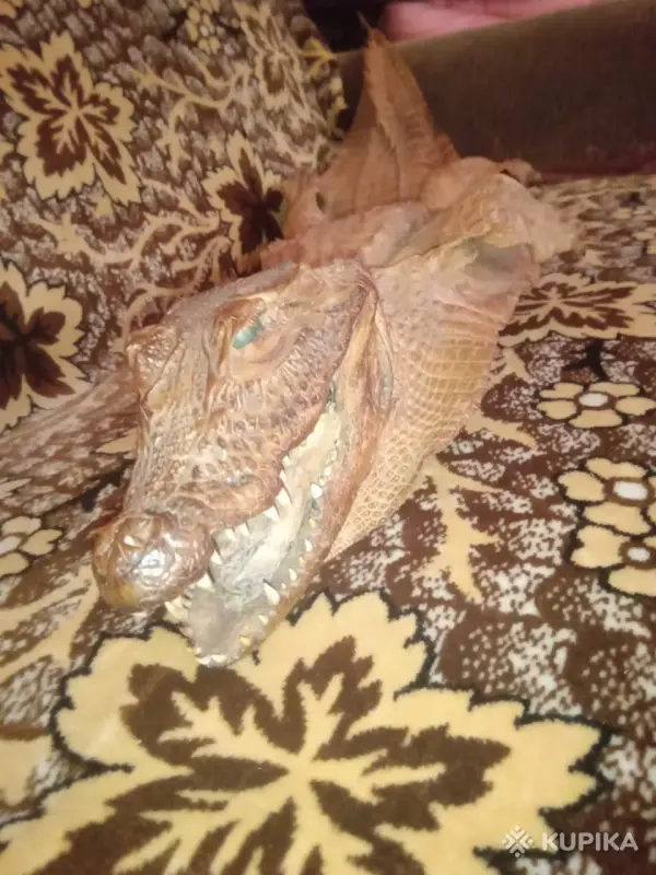 Шкура крокодила