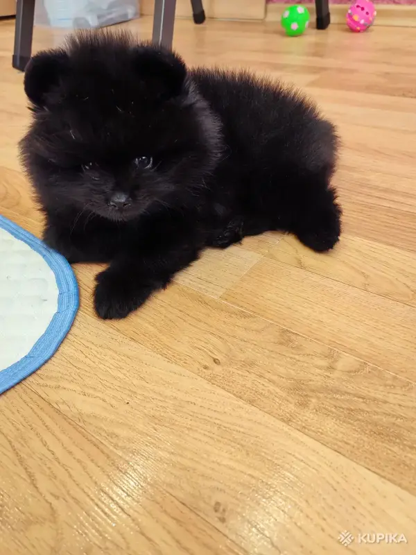 Собаки - Шпиц - Вся Беларусь - Фото 3 Шпиц - Вся Беларусь - 243006 - Доска объявлений Kupika.by - Фото 3