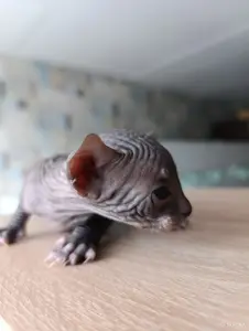 Донской сфинкс