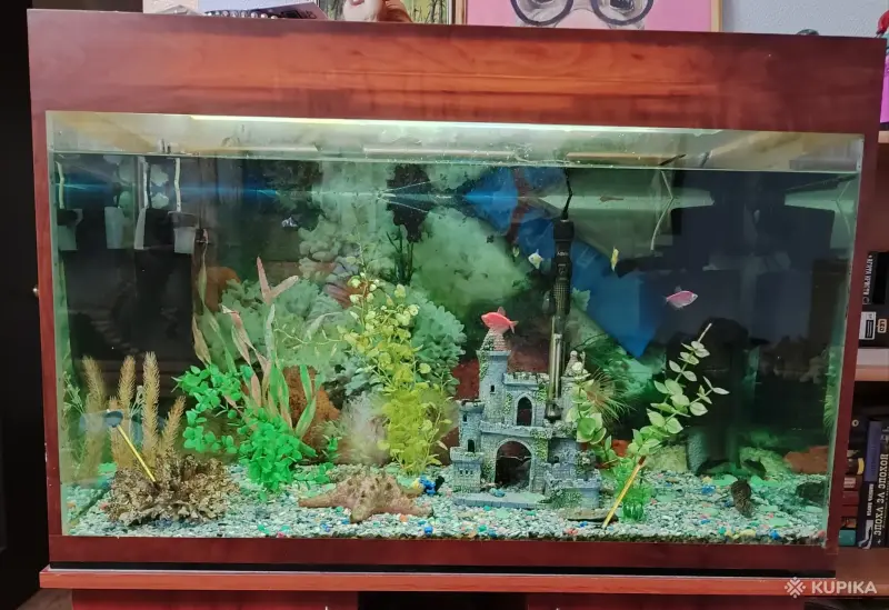 Аквариум - Вся Беларусь - 244353 - Доска объявлений Kupika.by - Фото 2