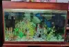 Аквариум - Вся Беларусь - 244353 - Доска объявлений Kupika.by - Фото 2