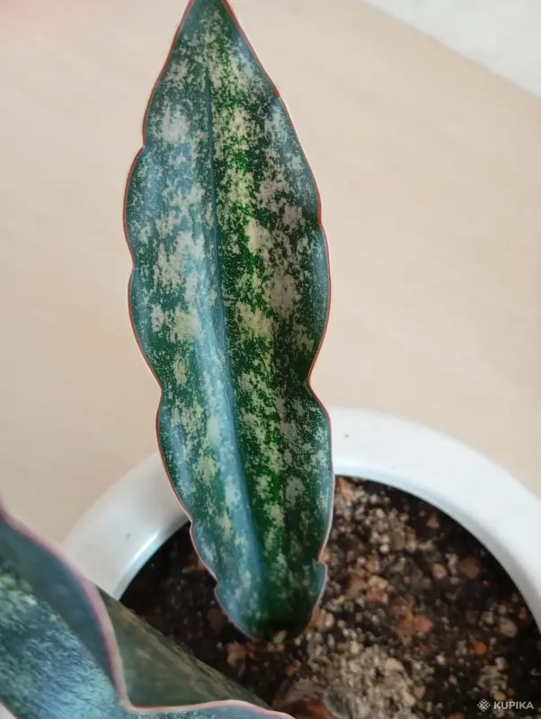 Сансевиерия Кирки Коппертон вариегатная - Вся Беларусь - 243588 - Доска объявлений Kupika.by - Фото 2