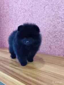 Померанский шпиц