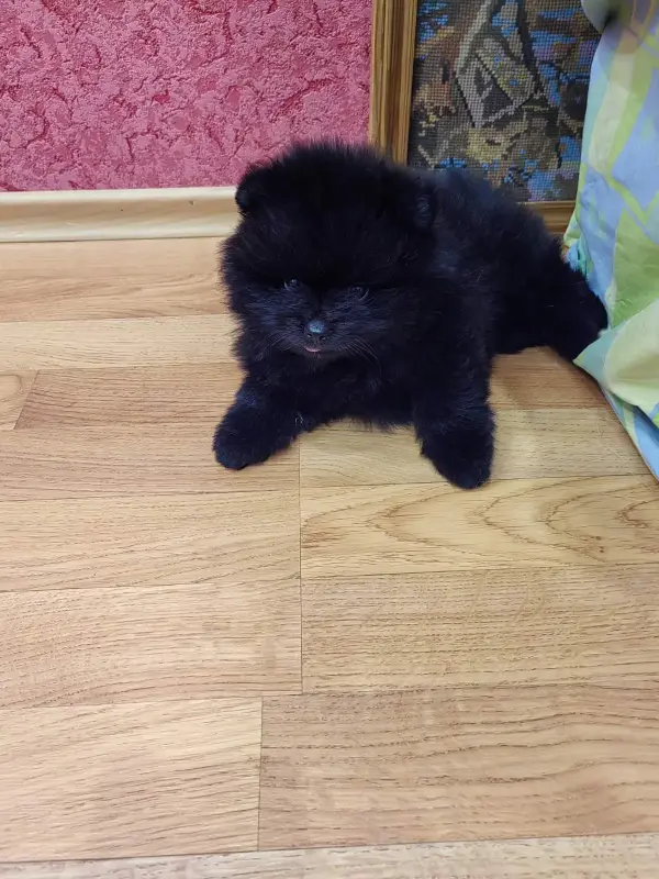 Шпиц Мальчик - Вся Беларусь - 242190 - Доска объявлений Kupika.by - Фото 2