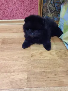 Шпиц Мальчик