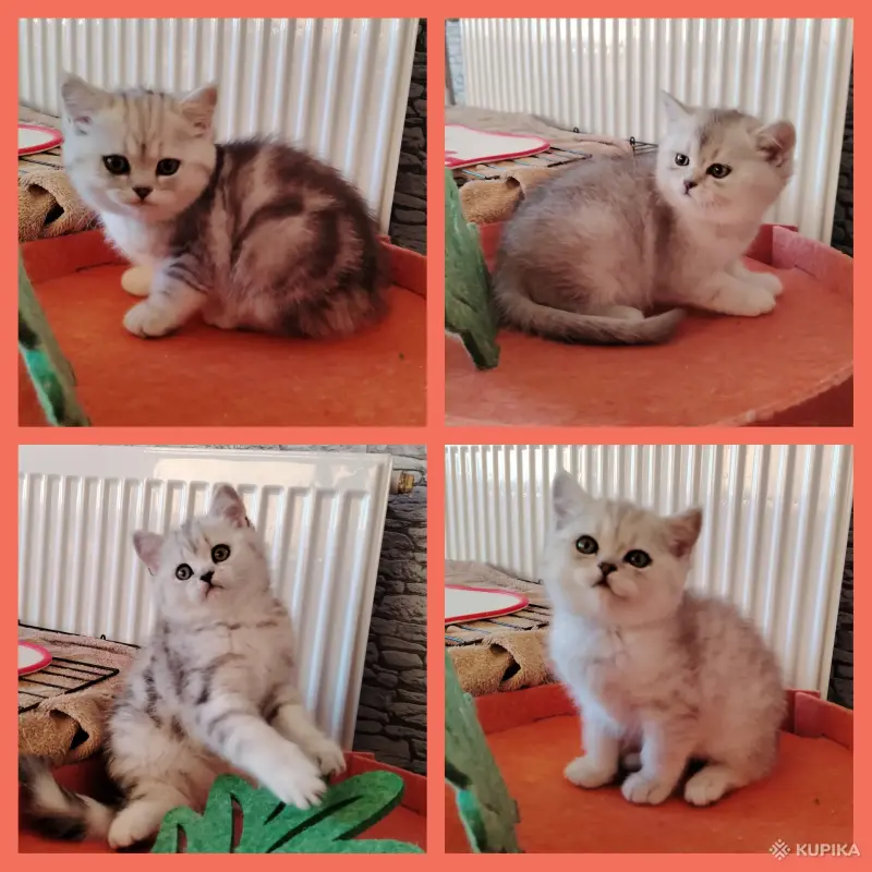 Котята модных окрасов. - Вся Беларусь - 244525 - Доска объявлений Kupika.by - Фото 2