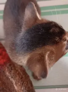 абиссинкие порожистые котята