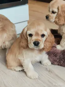 Американский кокер спаниель.