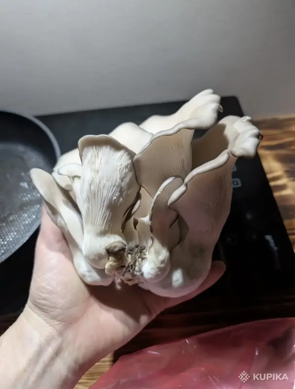 Мицелий «ВЕШЕНКА» - Вся Беларусь - 244038 - Доска объявлений Kupika.by - Фото 3