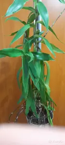 Золотой ус
