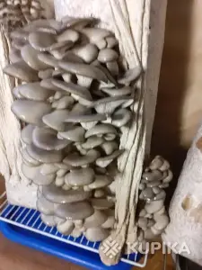 Грибные блоки вешенки.