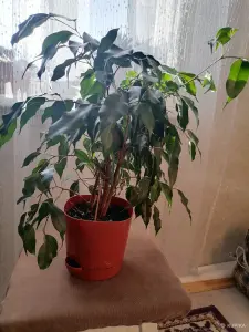 Комнатные цветв