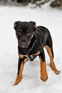 Собаке Шоколапке нужна семья